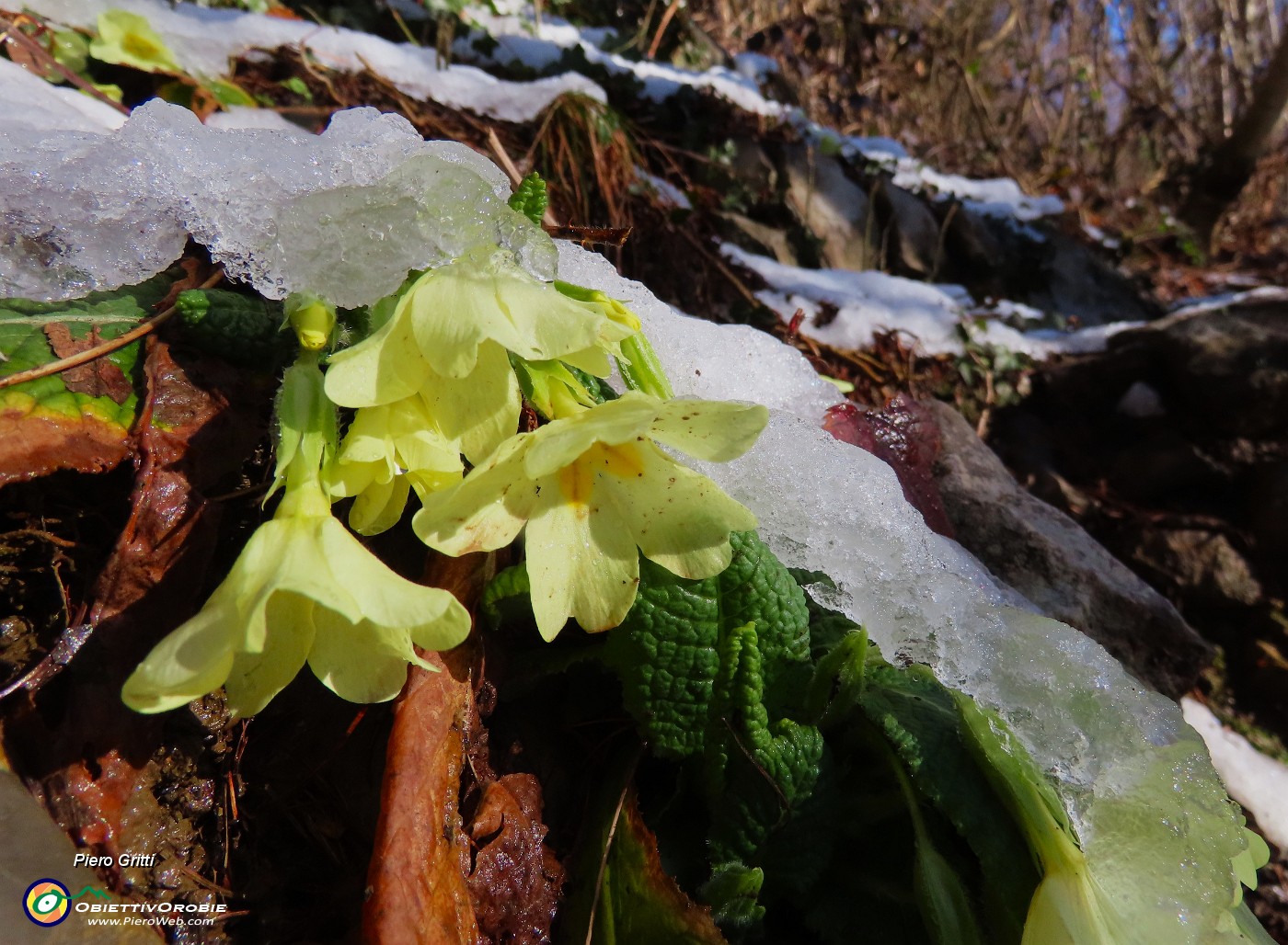 12 Primule in fiore sotto il peso della neve ghiacciata .JPG